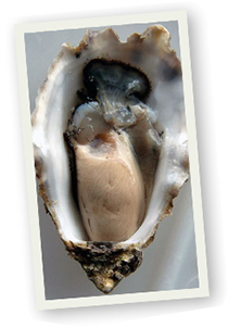 oyster-australia