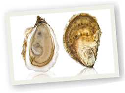 oysters-nova