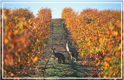 wine-sw-1
