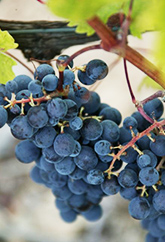 grape-2