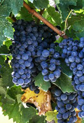 grape-3