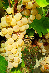 grape-5