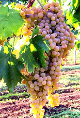 grape-6